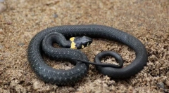 Hogyan lehet megkülönböztetni a vipertől?